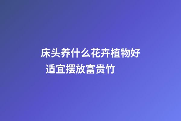 床头养什么花卉植物好  适宜摆放富贵竹